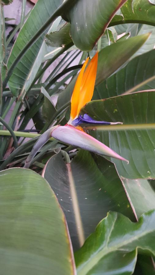 Strelitzia Park Apart otel San Miguel de Abona Dış mekan fotoğraf
