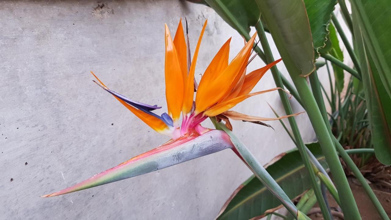 Strelitzia Park Apart otel San Miguel de Abona Dış mekan fotoğraf