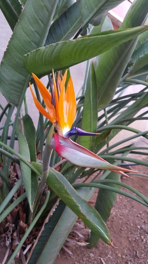 Strelitzia Park Apart otel San Miguel de Abona Dış mekan fotoğraf